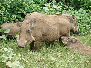 Phacochère commun (Phacochoerus africanus), Savane panafricaine.