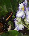 Phyllobates aurotaenia, Kokoe dart frog