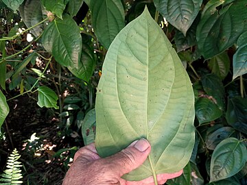 Underside of leaf