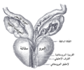 الحويصلات المنوية وأمبولة الأسهر تظهر من الأمام.