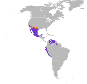 Distribución del género Pyrocephalus en América continental. También vive en las islas Galápagos.