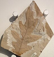 Quercus kobatakei leaf. Early Oligocene, Japan