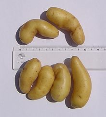 Ratte, a variety of potatoes, with a ruler for size comparison