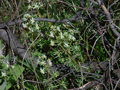 Réséda Raiponce Reseda phyteuma