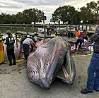 Rice's whale washed up at Everglades National Park