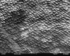 SEM image of a Peacock wing, slant view 1