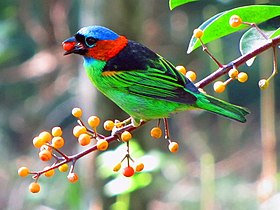 Fotografia de uma saíra-militar (Tangara cyanocephala) macho.