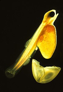 Atlantic salmon larva, by Uwe Kils
