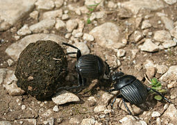 Scarabaeus laticollis (Scarabaeidae)