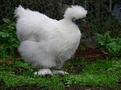 Poule « nègre-soie », variété blanche.