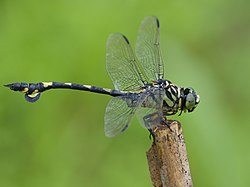 Sinictinogomphus clavatus