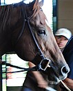 Speightstown in retirement at Winstar Farms