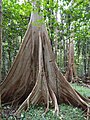 Contreforts de Ficus variegata, Sulawesi