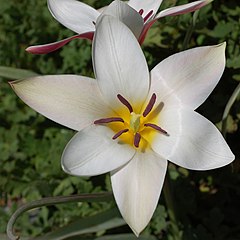 By comparson, each bisexual (perfect) tulip flower has both pollen-producing stamens and carpels containing ovules.