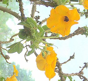 Uncarina grandidieri