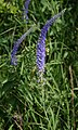 Veronica spicata