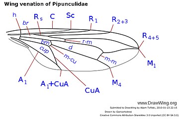 Typical wing venation of Pipunculidae