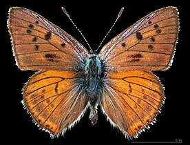 Lycaena alciphron ♂