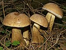 Tylopilus felleus