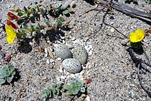 Photograph of a snowy plover nest scrape that is lined with whitish stones and contains three eggs