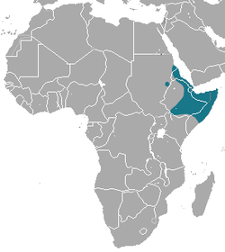 Distribución de Lepus habessinicus