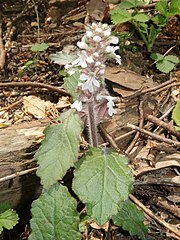 茎は花時に直立して、全体に白い長毛が密生する。