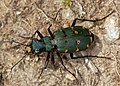 Cicindela campestris pontica