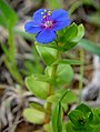 Anagallis arvensis f. azurea. Die Kronblätter der Blüte haben endständige Drüsenhaare