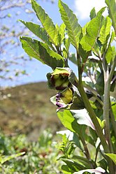 伝統的な漢方薬es:Anisodus tanguticus - shānlàngdàng（山标菪）急性腸炎および敗血症性ショック（細菌性赤痢）の治療に用いられる。毛細血管を拡張することにより、微小循環が増加する