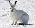 Lièvre arctique, Lepus arcticus