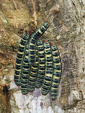 Tronco de Bombacopsis quinata com Arsenura armida