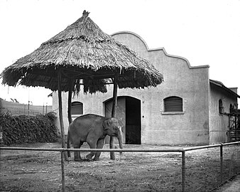 Asian elephant at the Selig Zoo, c. 1920