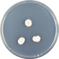 Aspergillus ambiguus growing on CYA plate