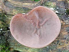 Auricularia auricula-judae, "orelha-de-judas"