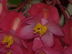 Begonia corallina.