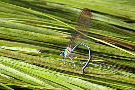 ovipositing