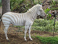 Zebra albina (Equus quagga)