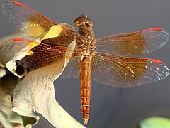 Male, Thailand