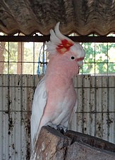 Major Mitchell's cockatoo