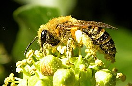 Colletes hederae