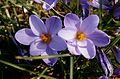 Crocus minimus close-up