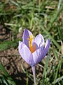 Crocus nudiflorus