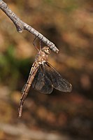 Female in profile