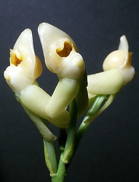 Dressleria dilecta