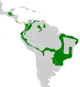 Distribución geográfica del batarito cabecigrís.