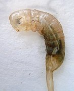 Eristalis tenax larva