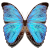 WikiProject Lepidoptera