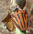 Graphosoma semipunctatum.