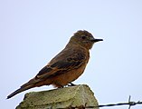 Cliff flycatcher