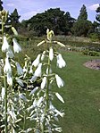 Новий член роду Ornithogalum candicans, раніше відомий як Galtonia candicans (Baker) Decne.